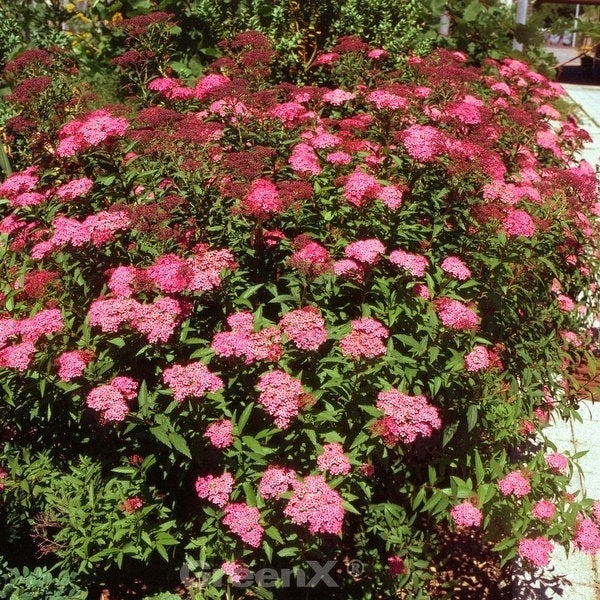 Roter Sommerspierstrauch Darts Red 20-30cm - Spiraea Japonica