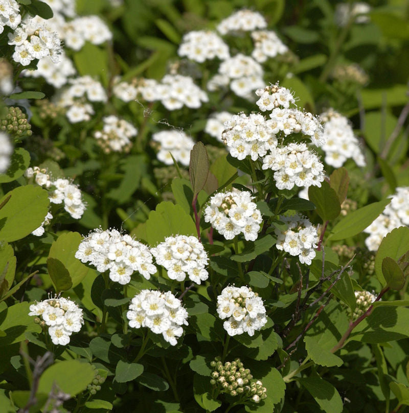 Birkenblättrige Spiere Tor 30-40cm - Spiraea Betulifolia
