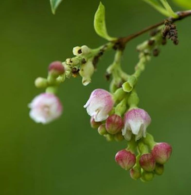 Knallerbsenstrauch 100-125cm - Symphoricarpos Albus