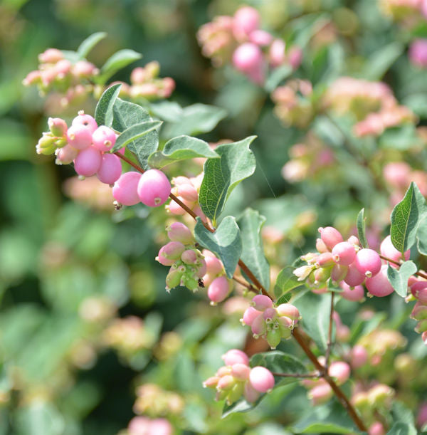 Amethystbeere Magical Sweet 40-60cm - Symphoricarpos Doorenbosii