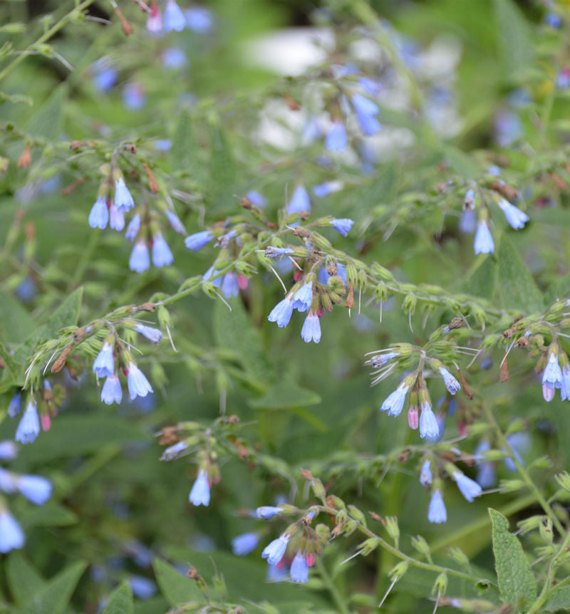 Blauer Beinwell - Symphytum Azureum
