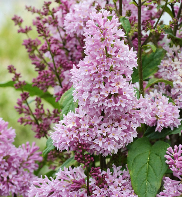 Edelflieder Minuet - Kircher-Collection 30-40cm - Syringa Hyacinthiflora