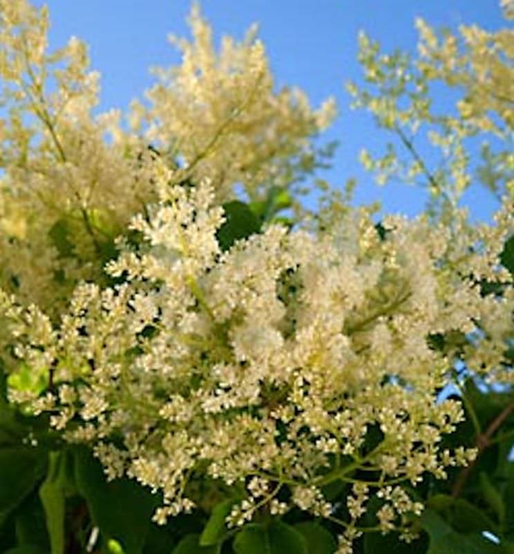 Japanischer Flieder City Of Toronto 80-100cm - Syringa Reticulata