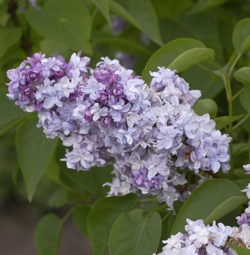 Edelflieder President Lincoln - Kircher-Collection 30-40cm - Syringa Vulgaris