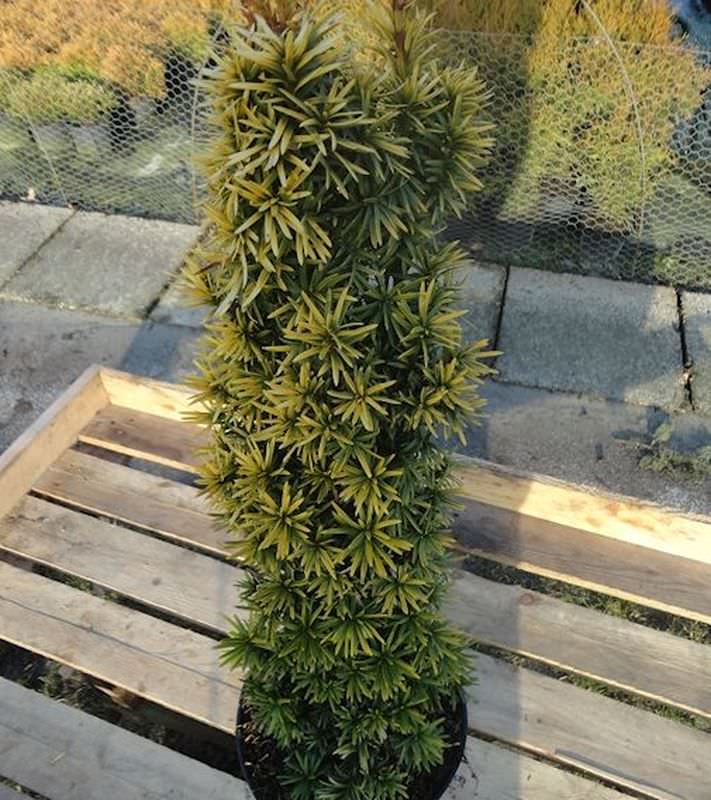 Gelbe Säulen Eibe Standishii 30-40cm - Taxus Baccata