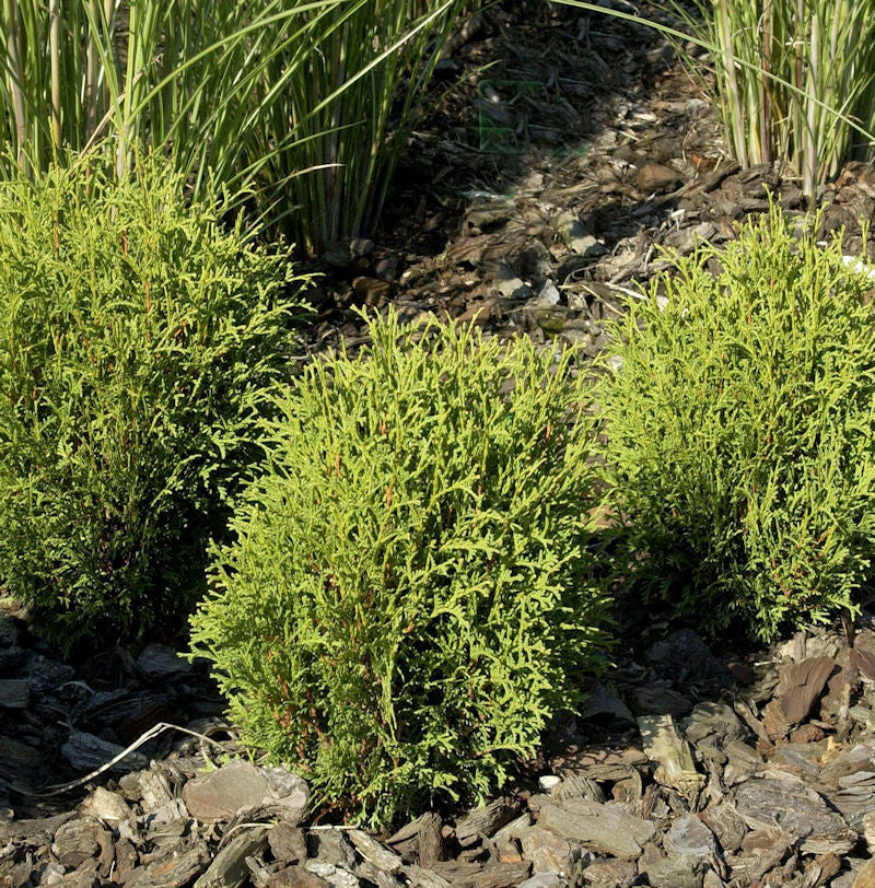 Lebensbaum Tiny Tim 20-25cm - Thuja Occidentalis