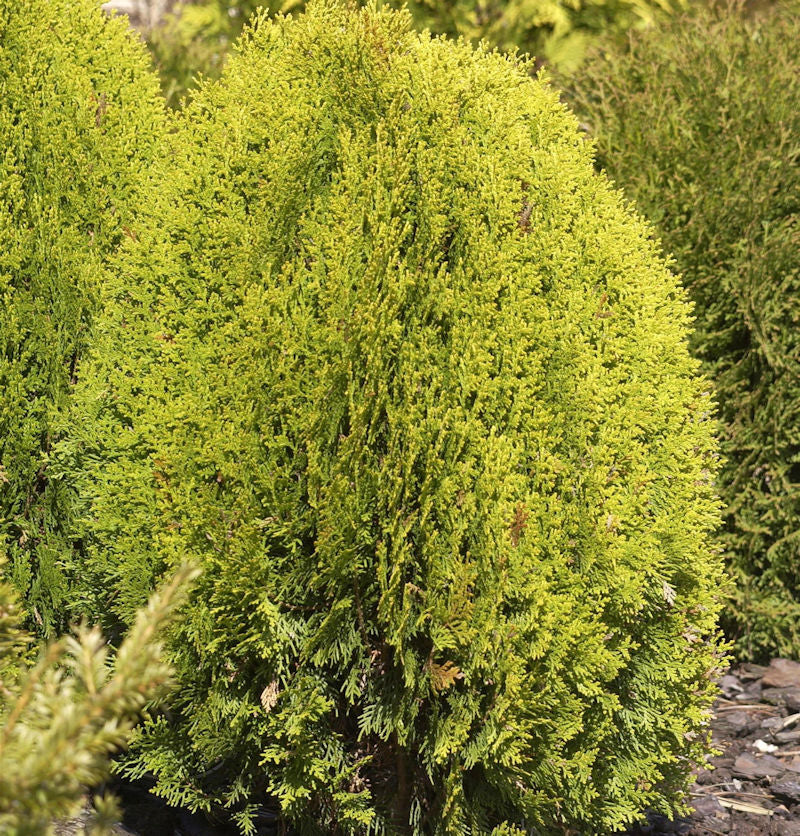 Gelber Zwerglebensbaum 40-50cm - Thuja Occidentalis