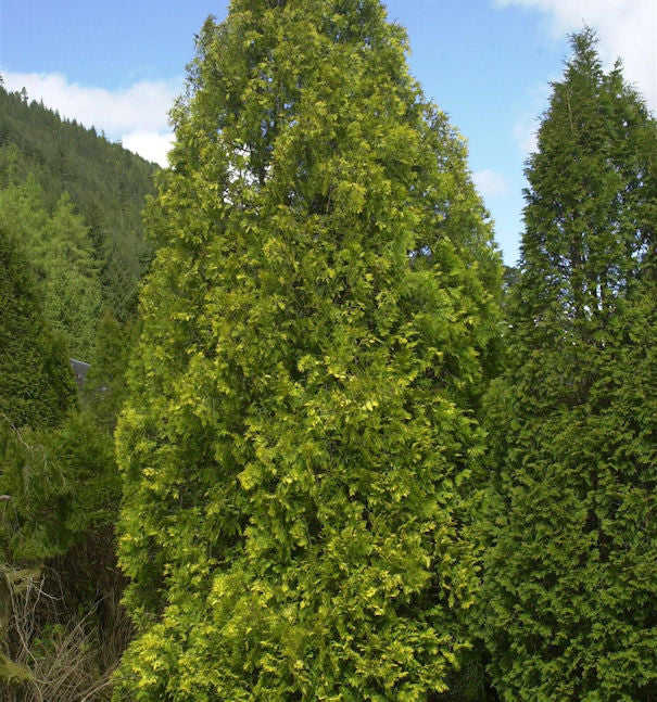 Gelber Riesenlebensbaum 100-125cm - Thuja Plicata