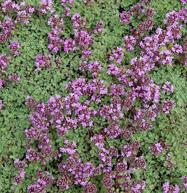 Polsterthymian Pseudolanuginosus - Thymus Praecox