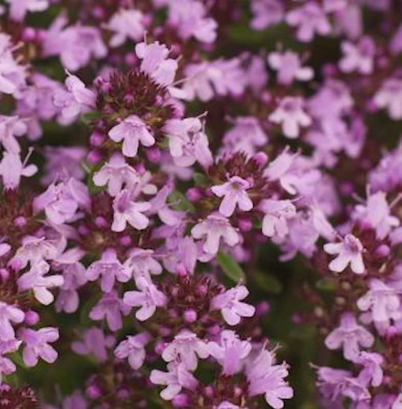 Breitblättrige Thymian - Thymus Pulegioides