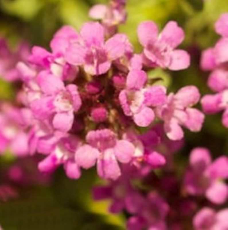Zitronenquendel Magic Carpet - Thymus Serpyllum
