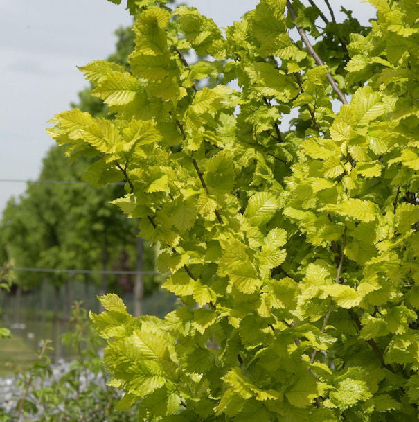 Goldulme 60-80cm - Ulmus Carpinfolia