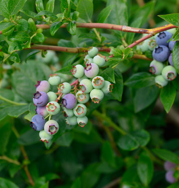 Heidelbeere Blueray 60-80cm - Vaccinium Corymbosum