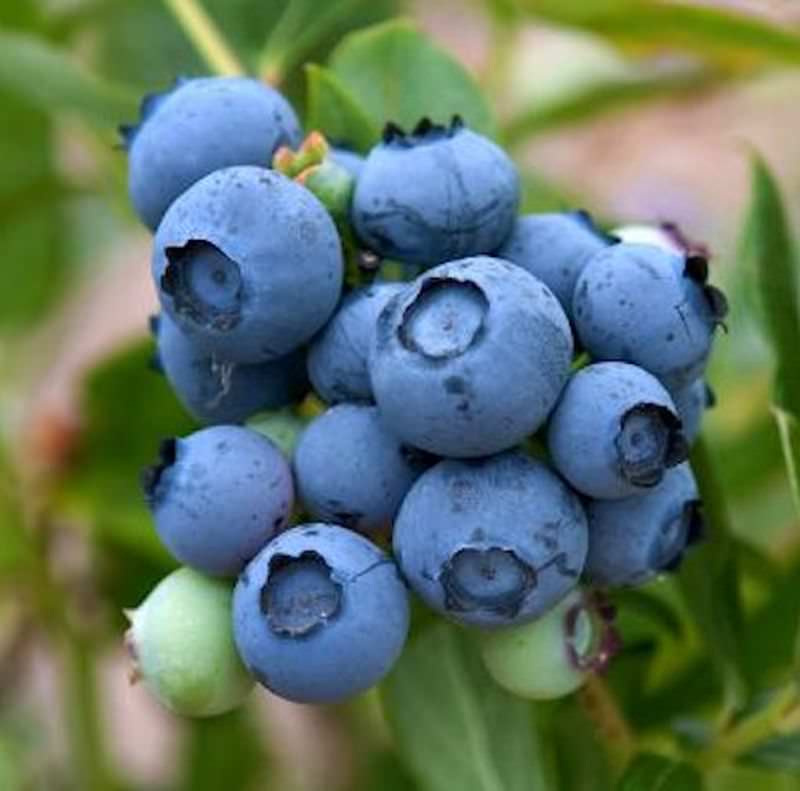 Heidelbeere Brigitta 30-40cm - Vaccinium Corymbosum