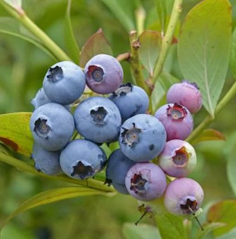 Heidelbeere Chandler 40-60cm - Vaccinium Corymbosum