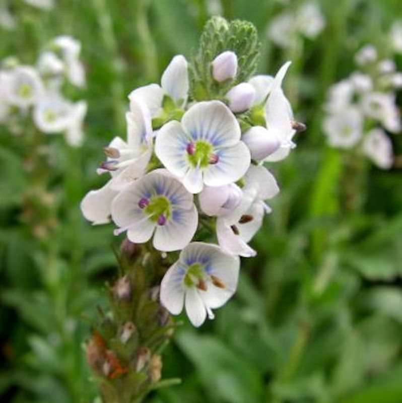 Enzianblättrige Veronica - Veronica Gentianoides