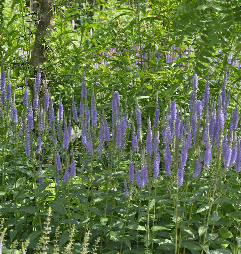 Hoher Wiesenehrenpreis Blue John - Veronica Longifolia