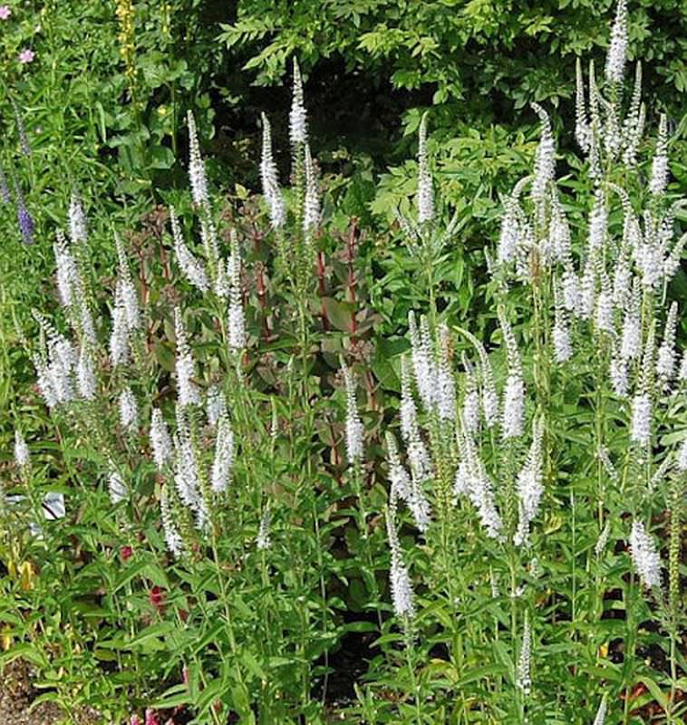 Hoher Wiesenehrenpreis Schneeriesin - Veronica Longifolia