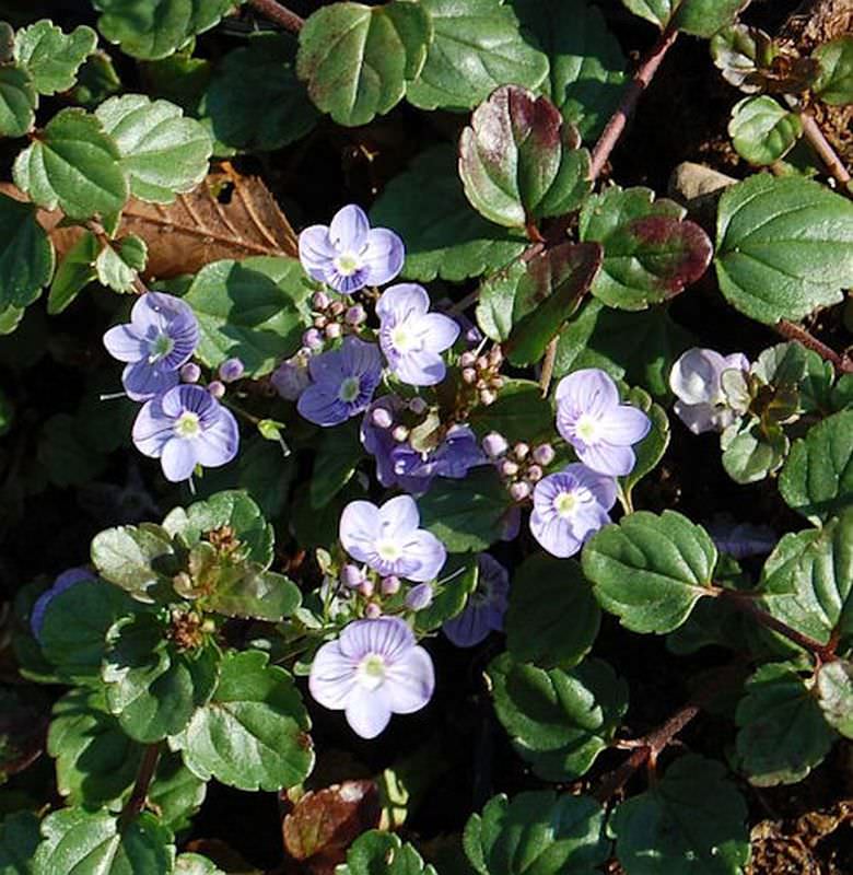 Teppichveronika Madam Mercier - Veronica Petraea