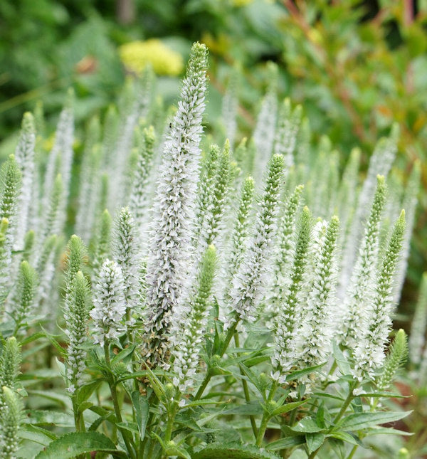 Polsterveronika Alba - Veronica Spicata