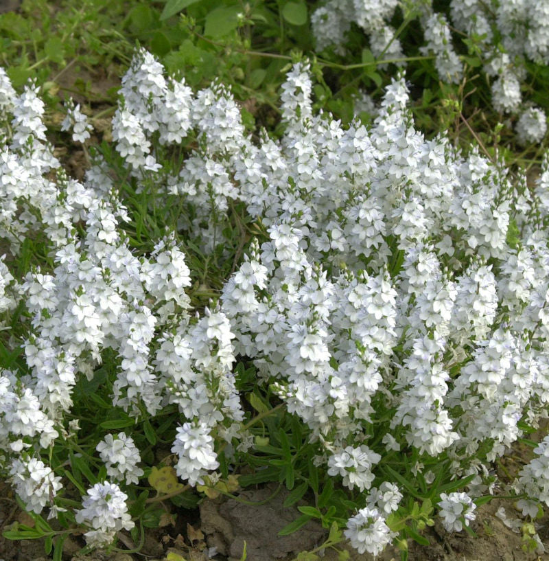 Kriechender Ehrenpreis - Veronica Repens