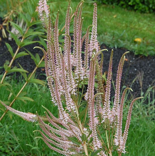 Virginischer Riesen Ehrenpreis Erika - Veronicastrum Virginicum