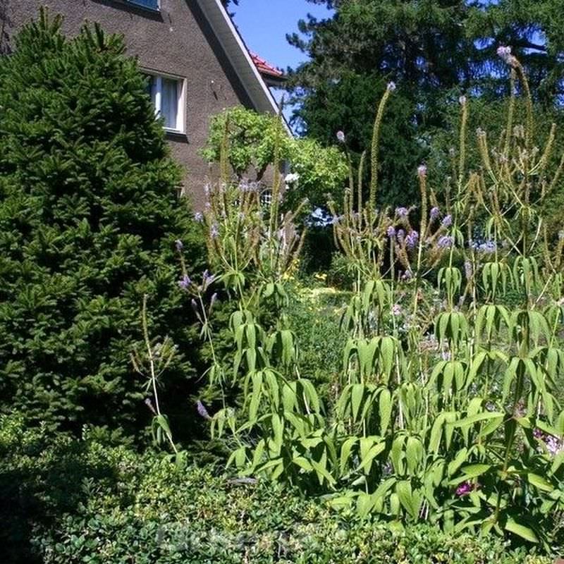 Virginischer Riesen Ehrenpreis - Veronicastrum Virginicum