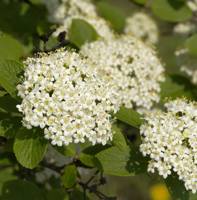 Wolliger Schneeball 100-125cm - Viburnum Lantana