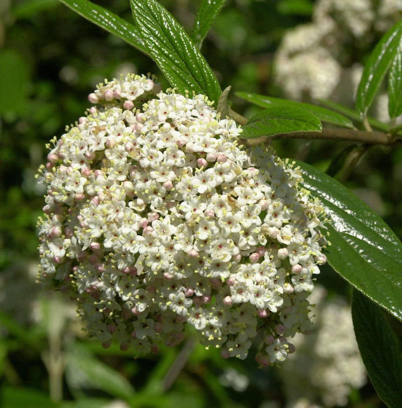 Prager Schneeball 30-40cm - Viburnum Pragense