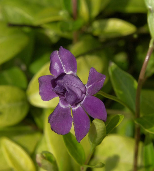 Kleinblättriges Immergrün Multiplex - Vinca Minor