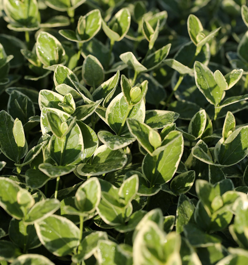 10x Kleinblättriges Immergrün Aureovariegata - Vinca Minor