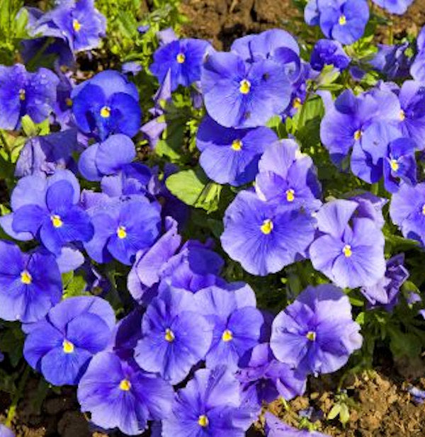 Hornveilchen Martin - Viola Cornuta