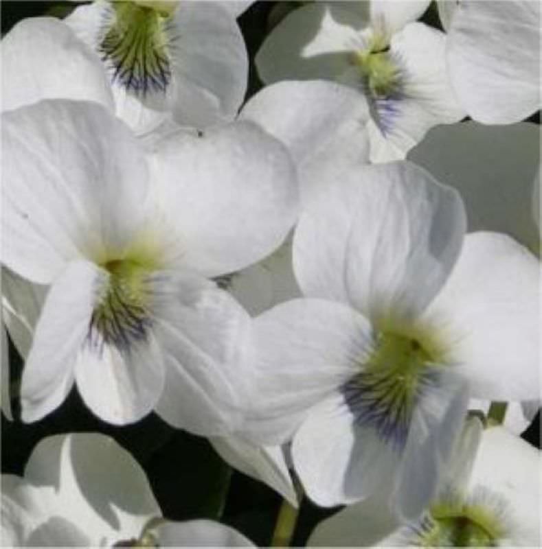 Pfingst Veilchen Albiflora - Viola Sororia