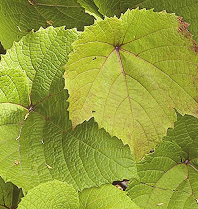 Rostrote Rebe 60-80cm - Vitis Coignetiae