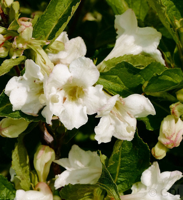 Weigelie Snowflake 60-80cm - Weigela