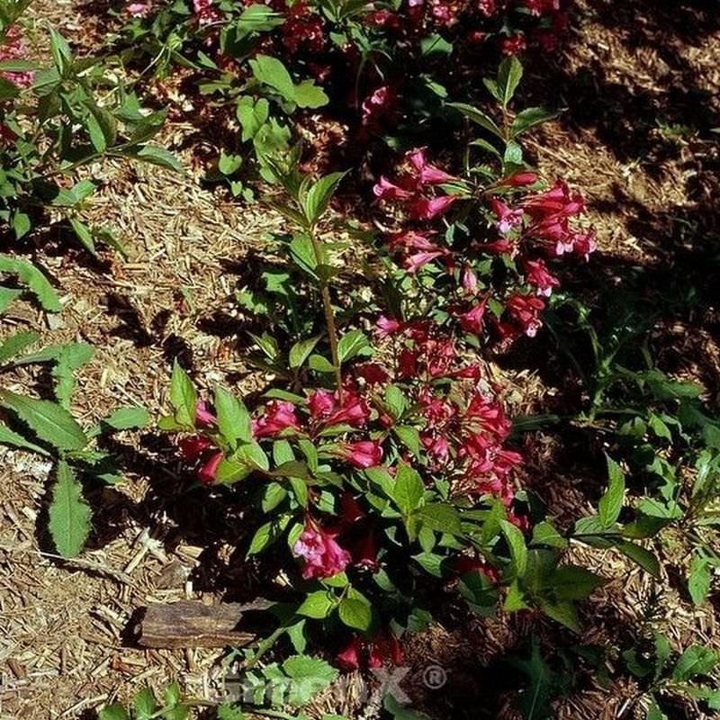 Weigelie All Summer Red 25-30cm - Weigela Florida