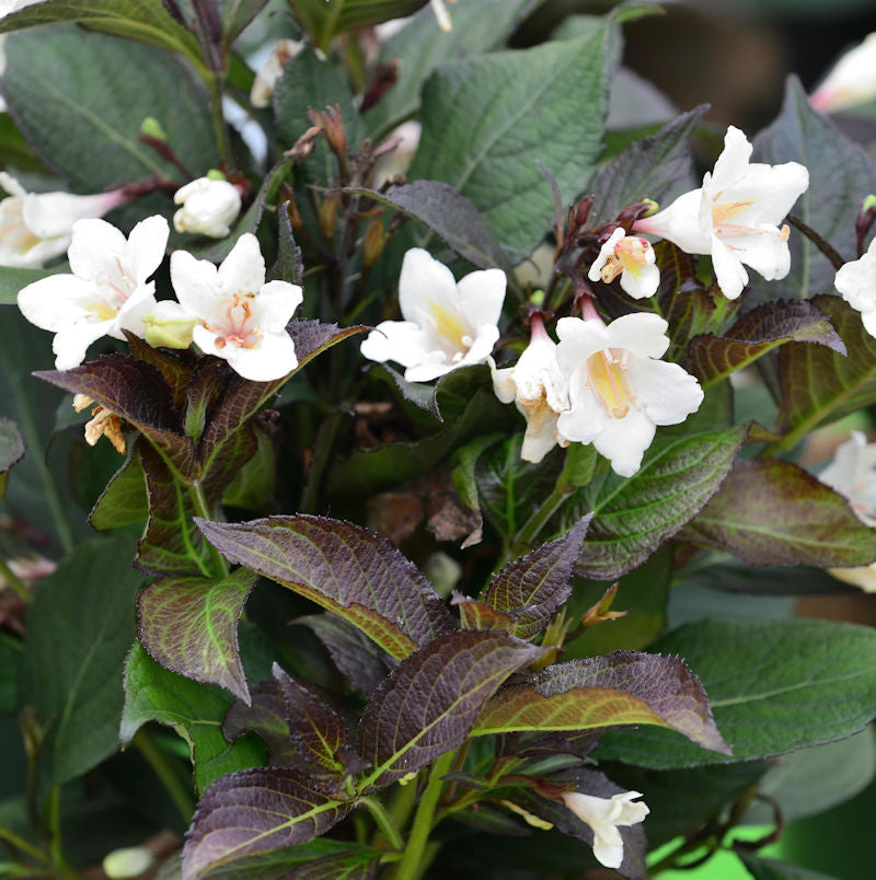 Weigelie Ebony Und Ivory 60-80cm - Weigela Florida