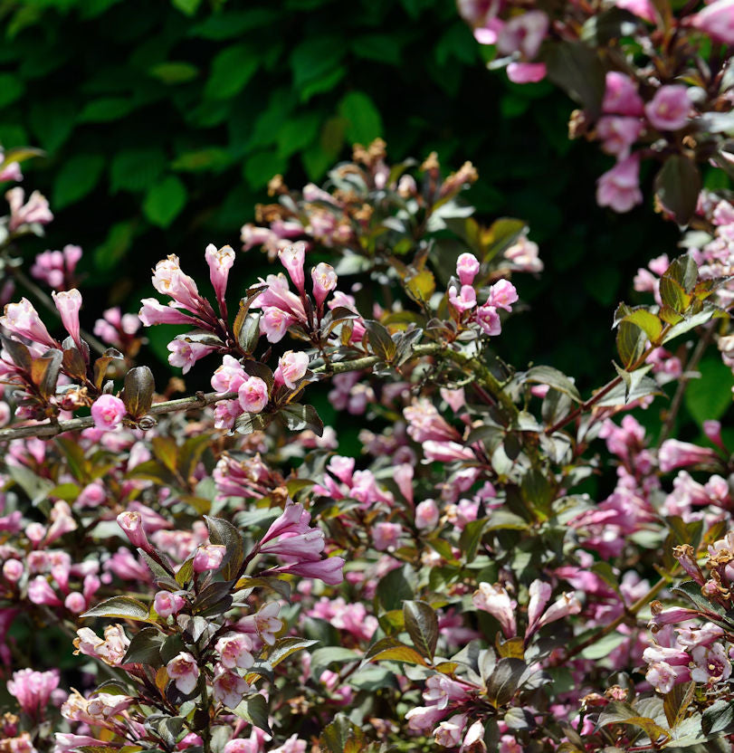 Rötliche Zwerg-Weigelie 40-50cm - Weigela
