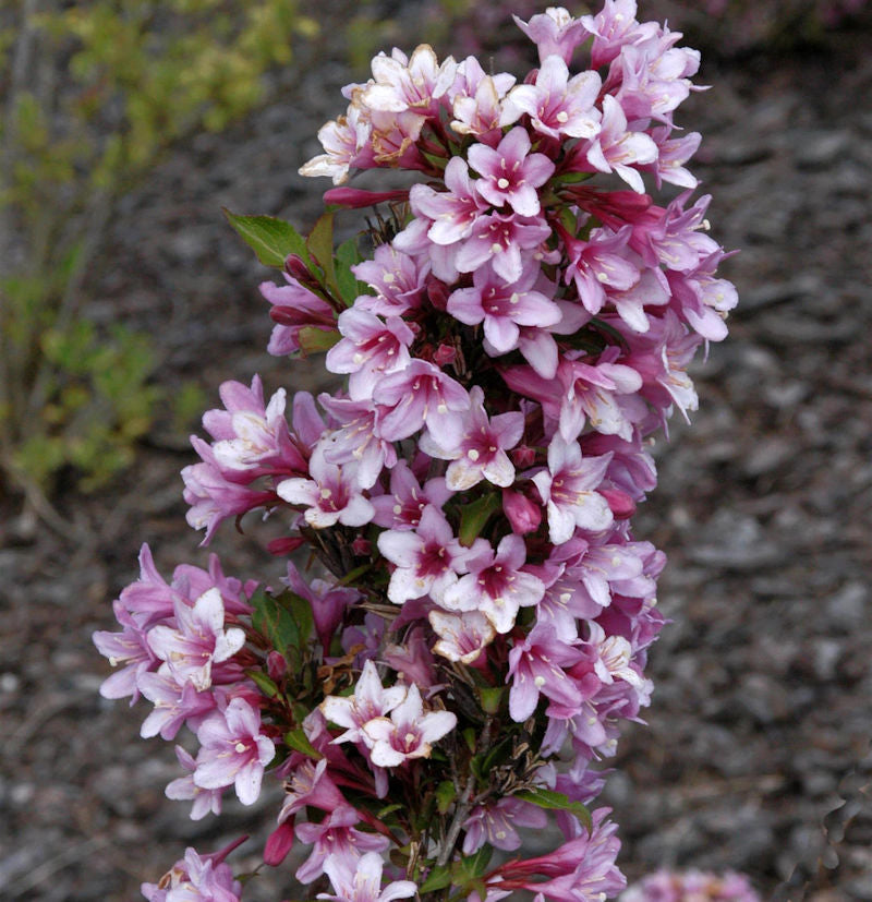 Weigelie Rosea 100-125cm - Weigela Florida