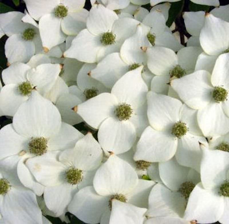  Japanischer Blumenhartriegel Milky Way 100-125cm - Cornus Kousa