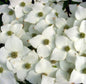  Japanischer Blumenhartriegel Milky Way 100-125cm - Cornus Kousa
