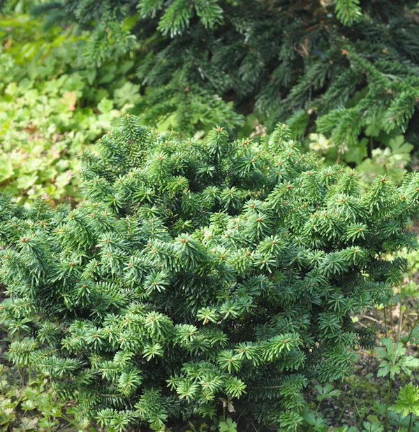  Zwerg Balsam Tanne 20-25cm - Abies Balsamea
