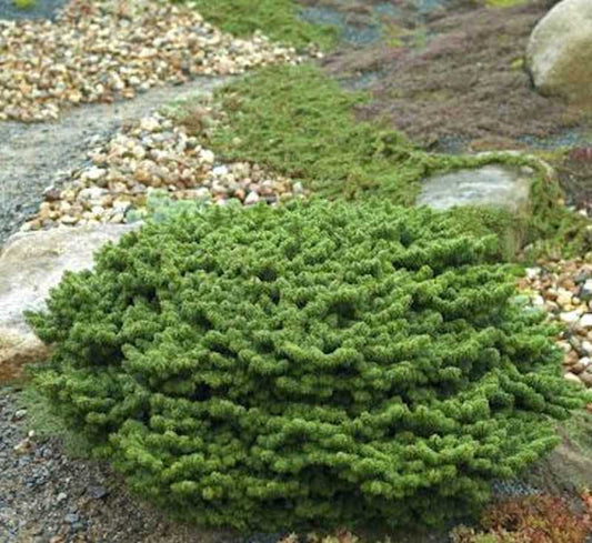  Zwerg Balsam Tanne Piccolo 15-20cm - Abies Balsamea