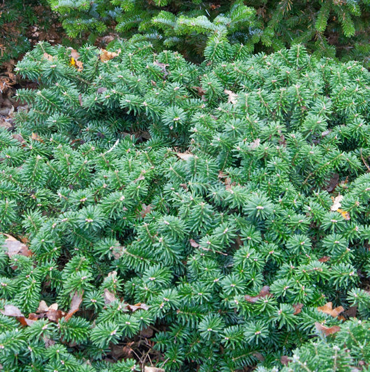 Flache Koreatanne Dark Hill 40-50cm - Abies Koreana