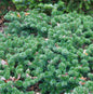  Flache Koreatanne Dark Hill 40-50cm - Abies Koreana