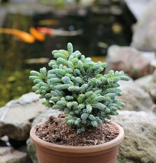  Koreatanne Kohouts Icebreaker 10-15cm - Abies Koreana