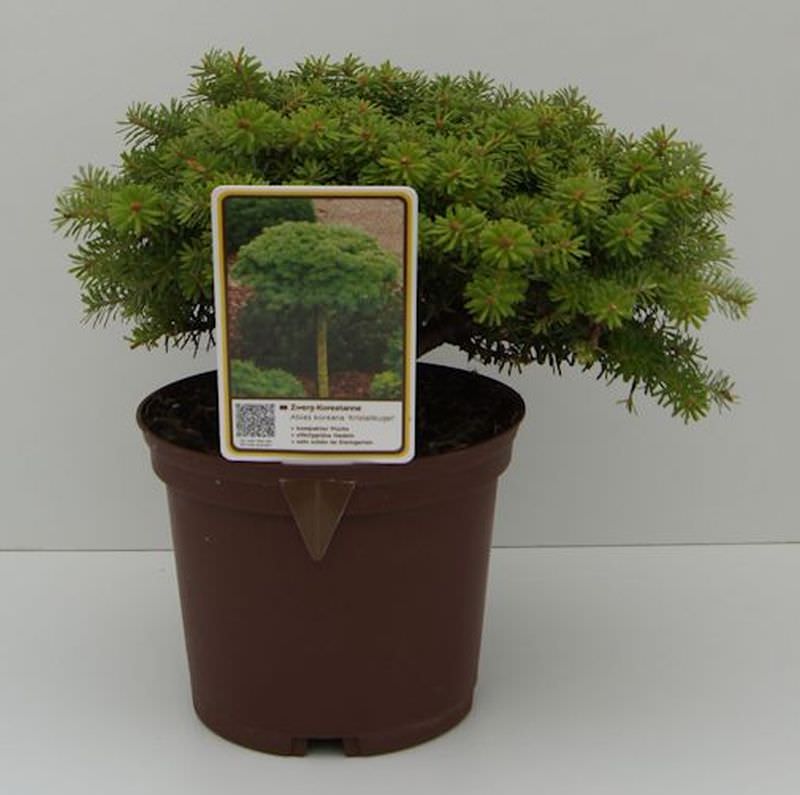  Koreatanne Kristalkugel 15-20cm - Abies Koreana