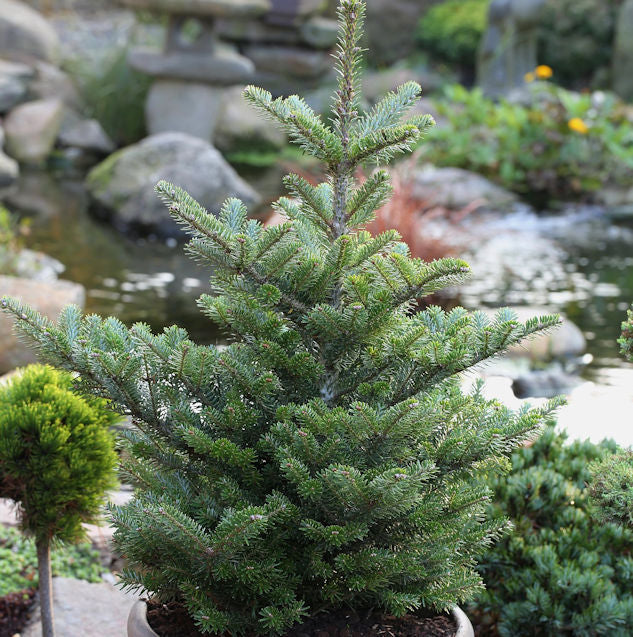  Koreatanne Molli 50-60cm - Abies Koreana