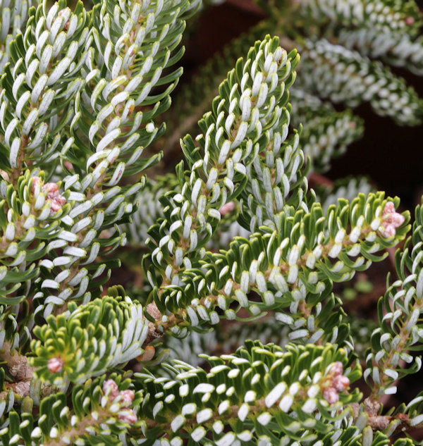  Koreatanne Silver Star 20-25cm - Abies Koreana