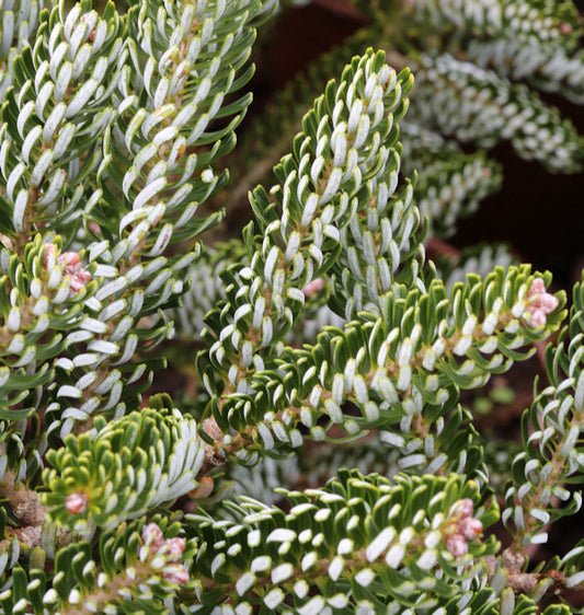  Koreatanne Silver Star 20-25cm - Abies Koreana